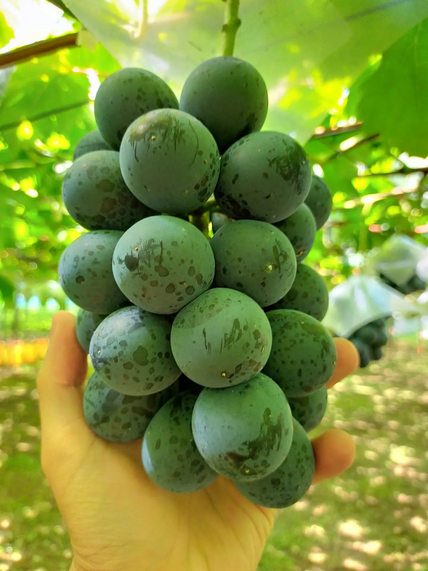 ぶどうの美味しさを長持ちさせる保存方法とポイント
