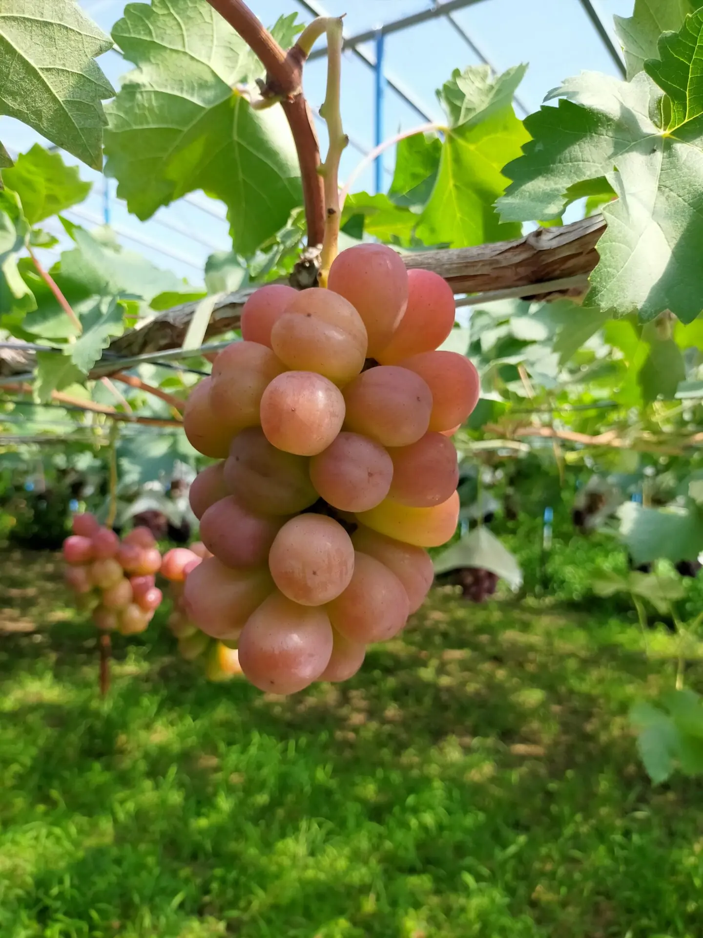 赤ぶどう | ホーマー農場